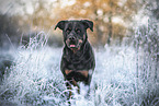 Rottweiler in the nature