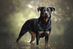 Rottweiler in the nature