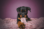 Rottweiler puppy