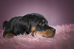 Rottweiler puppy