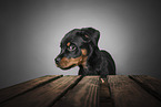 Rottweiler puppy