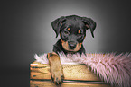 Rottweiler puppy