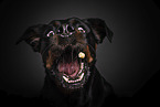 Rottweiler catches treat