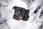 Rottweiler in the nature