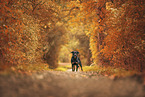 Rottweiler between autumn leaves