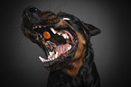 Rottweiler catches treat