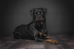 lying Rottweiler