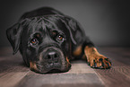 lying Rottweiler