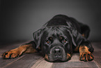 lying Rottweiler