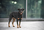 Rottweiler in the city