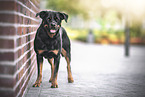 Rottweiler in the city