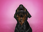 Rottweiler catches treat