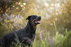 Rottweiler in the nature