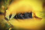 Rottweiler between autumn leaves
