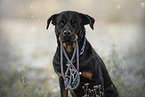 Rottweiler in the nature