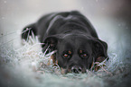 Rottweiler on meadow