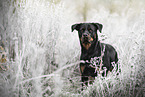 Rottweiler on meadow