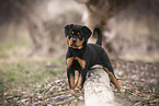 Rottweiler Puppy