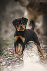 Rottweiler Puppy