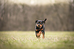 Rottweiler Puppy