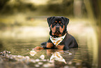young Rottweiler