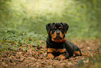 young Rottweiler