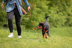 young Rottweiler