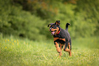 young Rottweiler