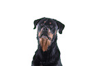 Rottweiler in front of black background