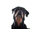 Rottweiler in front of black background