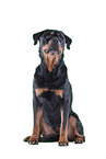 Rottweiler in front of black background