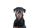 Rottweiler in front of black background
