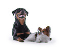 Rottweiler and Papillon