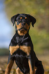 young Rottweiler
