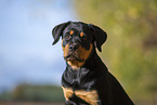 young Rottweiler