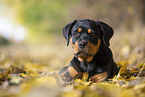 young Rottweiler