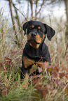 young Rottweiler