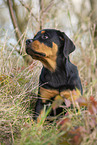 young Rottweiler