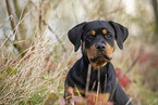 young Rottweiler