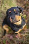 young Rottweiler