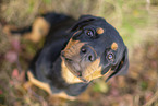 young Rottweiler
