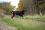young Rottweiler