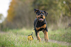 young Rottweiler