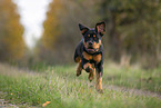 young Rottweiler