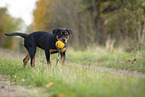 young Rottweiler