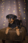 young Rottweiler