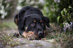 Rottweiler next to lilac