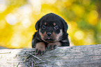 Rottweiler Puppy