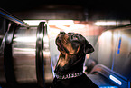adult Rottweiler