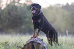 Rottweiler